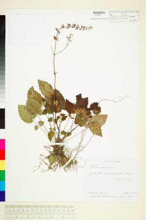 <a href="https://brmas.openmuseum.tw/muse/digi_object/b116e14436139c52c06d1af2bea6254a" target="_blank">隱藥鼠尾草(隱藥鼠尾草、溪頭紫參)／中央研究院生物多樣性研究博物館植物標本館 (HAST)</a>