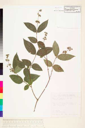 <a href="https://brmas.openmuseum.tw/muse/digi_object/b125742e4e29dd16c7cd9e0a03d60433" target="_blank">心基葉溲疏／中央研究院生物多樣性研究博物館植物標本館 (HAST)</a>