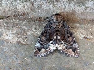 <a href="https://taieol.tw/muse/digi_object/6bfefaa2898904f3a0f27aaf2c5d3b96" target="_blank">后夜蛾／By：chonhang／iNaturalist</a>