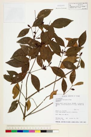 <a href="https://brmas.openmuseum.tw/muse/digi_object/b127ebe79902f7193b71fc1f97a3e49f" target="_blank">福建賽衛矛／中央研究院生物多樣性研究博物館植物標本館 (HAST)</a>