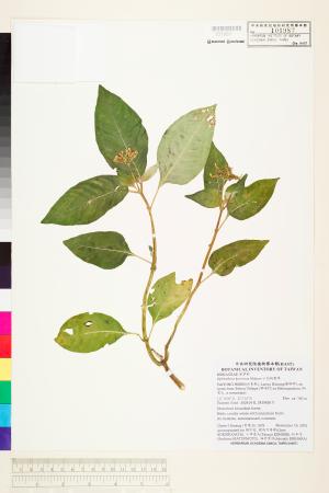 <a href="https://brmas.openmuseum.tw/muse/digi_object/b13c2deade02e9ed9b907f02de7d6f08" target="_blank">小花蛇根草／中央研究院生物多樣性研究博物館植物標本館 (HAST)</a>