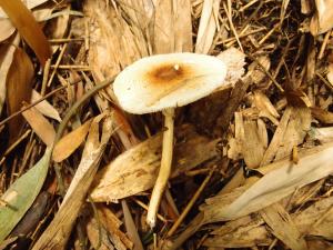 Lepiota cristata(冠環柄菇)