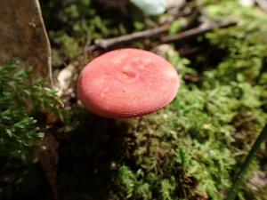 Russula emetica(毒紅菇)