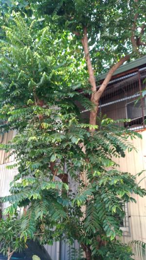 <a href="https://taieol.tw/muse/digi_object/691b8f528340171e5b245a43ba3b5c87" target="_blank">菲律賓饅頭果／By：stevenson1002／iNaturalist</a>