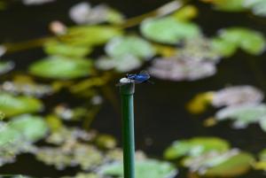 <a href="https://taieol.tw/muse/digi_object/cb2f696c71da89bc3952c1daee8f2b0f" target="_blank">三角蜻蜓／By：aru／iNaturalist</a>