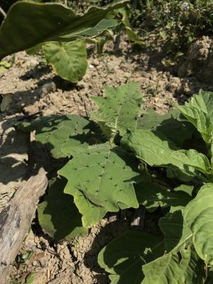 <a href="https://taieol.tw/muse/digi_object/d1c74ab4e0076688dae3c40672aabcdb" target="_blank">羊不食／By：formosana／iNaturalist</a>
