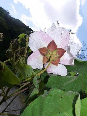 牧野氏山芙蓉