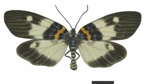 Erasmiphlebohecta picturata (Wileman, 1910)