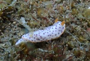 P7180530 Chromodoris aspersa.1