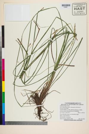 <a href="https://brmas.openmuseum.tw/muse/digi_object/b1aba89e29b129fc0d696f120f5fe058" target="_blank">夢佳宿柱薹／中央研究院生物多樣性研究博物館植物標本館 (HAST)</a>