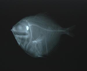 <a href="https://brmas.openmuseum.tw/muse/digi_object/fe6112aa8b2be7cc396f4527a74b78cf" target="_blank">銀眼鯛／中央研究院生物多樣性研究博物館動物標本館 (ASIZ)</a>