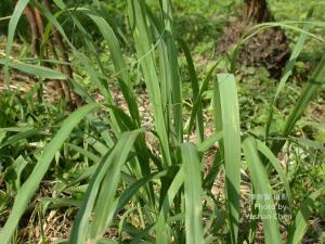 <a href="https://taieol.tw/muse/digi_object/52dc8437084575ebc458d06a0b0ed14a" target="_blank">香茅／By：陳育賢／陳育賢</a>