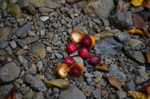 <a href="https://taieol.tw/muse/digi_object/e0e1ec8a5e27c0dcdfd67e62b1fa3bee" target="_blank">Myristica elliptica／By：chang_zhi_xiang／iNaturalist</a>