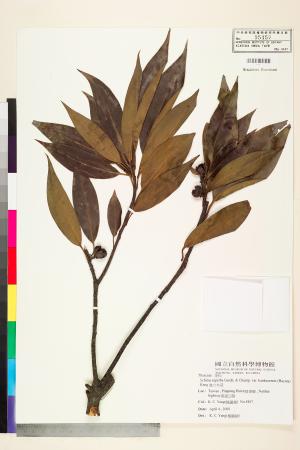 <a href="https://brmas.openmuseum.tw/muse/digi_object/b1dbd96b1e4a772da082b01d5b9aa77d" target="_blank">港口木荷／中央研究院生物多樣性研究博物館植物標本館 (HAST)</a>