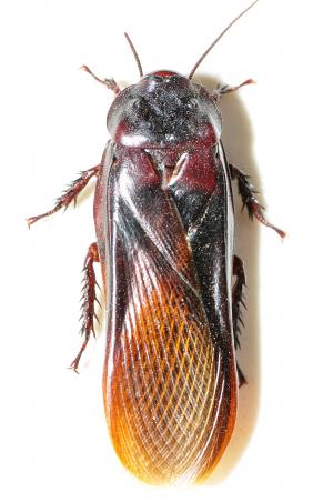 八重山硬蠊 Panesthia angustipennis yayeyamensis