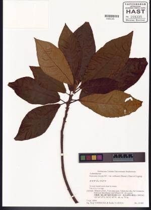 <a href="https://brmas.openmuseum.tw/muse/digi_object/b1e76c376342c285e496f7f7ae4d95a7" target="_blank">水冬瓜／中央研究院生物多樣性研究博物館植物標本館 (HAST)</a>