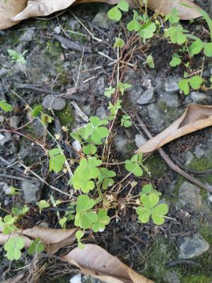 <a href="https://taieol.tw/muse/digi_object/d814808b40d5e5de240ba5757d9db1c6" target="_blank">酢漿草／By：enkn／iNaturalist</a>