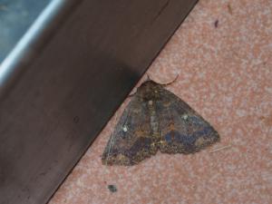 <a href="https://taieol.tw/muse/digi_object/f719c7d586ec4e47bdaaa786dc92a304" target="_blank">Hypersypnoides punctosa／By：max822／iNaturalist</a>