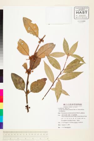 <a href="https://brmas.openmuseum.tw/muse/digi_object/b2006ca7110dbfb7365614de5d1e030f" target="_blank">忍冬葉桑寄生／中央研究院生物多樣性研究博物館植物標本館 (HAST)</a>