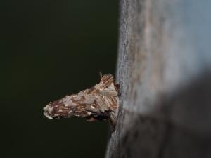 <a href="https://taieol.tw/muse/digi_object/78a5b3262443fb6d7a157d6de6e28d49" target="_blank">Striglocyrbasia meguae／By：max822／iNaturalist</a>