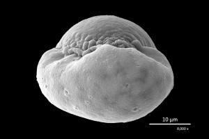 <a href="https://ntm-naturearchive.openmuseum.tw/muse/digi_object/0b507aa5d905dd9b97b9903a5053c072" target="_blank">羅漢松屬／國立臺灣博物館</a>