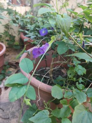 <a href="https://taieol.tw/muse/digi_object/70d5f6077f40389ac96fb62d4f6370ce" target="_blank">蝶豆／By：autumncho／iNaturalist</a>