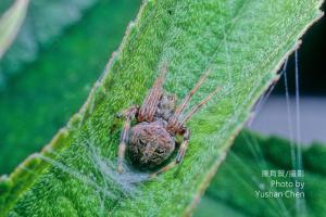 <a href="https://taieol.tw/muse/digi_object/fed92e36dbc2f50345e38a94ab490cad" target="_blank">野姬鬼蛛／By：陳育賢／陳育賢</a>