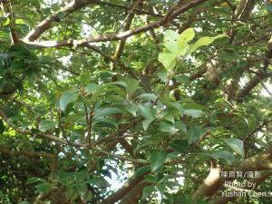<a href="https://taieol.tw/muse/digi_object/1bf46b228a5fa288cf89cd9998a66650" target="_blank">香葉樹／By：cyst007／iNaturalist</a>
