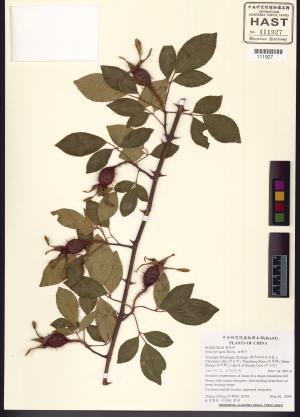 <a href="https://brmas.openmuseum.tw/muse/digi_object/b22e08bc6e35e39d0a0c62daf4c69602" target="_blank">金櫻子／中央研究院生物多樣性研究博物館植物標本館 (HAST)</a>