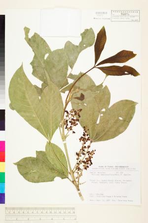 <a href="https://brmas.openmuseum.tw/muse/digi_object/b2430431a8fcf2aa37a02f7548a1a4f2" target="_blank">山刈葉／中央研究院生物多樣性研究博物館植物標本館 (HAST)</a>