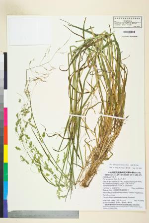 <a href="https://brmas.openmuseum.tw/muse/digi_object/b2531b835dce419d6edb568003b50f09" target="_blank">高砂早熟禾／中央研究院生物多樣性研究博物館植物標本館 (HAST)</a>
