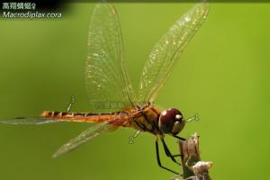 <a href="https://taieol.tw/muse/digi_object/9008da21d546820609ca770a039f2d94" target="_blank">高翔蜻蜓／By：曹美華／台灣蜻蜓網路圖鑑The Dragonflies of Taiwan</a>