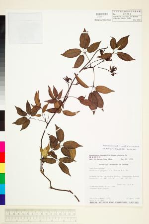 <a href="https://brmas.openmuseum.tw/muse/digi_object/b2650eb200bbcedbbe5cce0b657b2a51" target="_blank">紫花野木瓜／中央研究院生物多樣性研究博物館植物標本館 (HAST)</a>