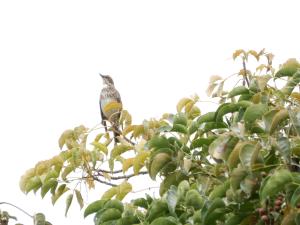 <a href="https://taieol.tw/muse/digi_object/37fe505d5fc28a59f893b0aea731c530" target="_blank">斑點鶇／By：lava_chen／iNaturalist</a>