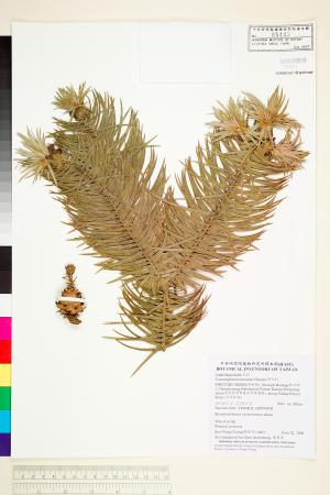 <a href="https://brmas.openmuseum.tw/muse/digi_object/b2b7e9f8446b78aa0b85009911bd7073" target="_blank">巒大杉／中央研究院生物多樣性研究博物館植物標本館 (HAST)</a>
