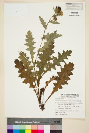 <a href="https://brmas.openmuseum.tw/muse/digi_object/b2bb1db506e1a286ea7c5e0b3d916cf6" target="_blank">白花小薊／中央研究院生物多樣性研究博物館植物標本館 (HAST)</a>