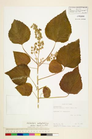 <a href="https://brmas.openmuseum.tw/muse/digi_object/b2bdf14c700b98386d40a23995447594" target="_blank">蟲屎／中央研究院生物多樣性研究博物館植物標本館 (HAST)</a>
