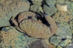 <a href="https://taieol.tw/muse/digi_object/be9f781c648afe580f3fe3fee40959de" target="_blank">肉球皺蟹／By：陳育賢／陳育賢</a>
