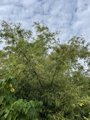 <a href="https://taieol.tw/muse/digi_object/e113e9366e5675a5d5bdbb44fbbcc5ee" target="_blank">刺竹／By：vole／iNaturalist</a>