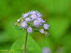 <a href="https://taieol.tw/muse/digi_object/8e71276631d5c4fc7bd23428007dcae6" target="_blank">紫花藿香薊／By：kinmatsu／iNaturalist</a>