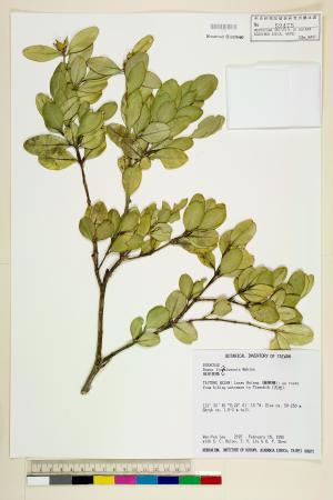 <a href="https://brmas.openmuseum.tw/muse/digi_object/b2e91d6022648ced60b1eab222dd8e5d" target="_blank">琉球黃楊／中央研究院生物多樣性研究博物館植物標本館 (HAST)</a>