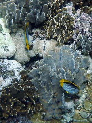 <a href="https://taieol.tw/muse/digi_object/23e40b0d0fd8812beb973dc564ba7182" target="_blank">黑背蝴蝶魚／By：langzi／iNaturalist</a>