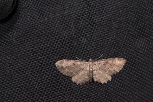 <a href="https://taieol.tw/muse/digi_object/49feb5dd17c7dea5d8c86e80f5883d74" target="_blank">Collix ghosha／By：papilioshih／iNaturalist</a>