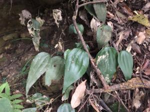 <a href="https://taieol.tw/muse/digi_object/cd3bc7b80561c2364c692dbc77bdef29" target="_blank">燕尾蕨／By：luketseng／iNaturalist</a>