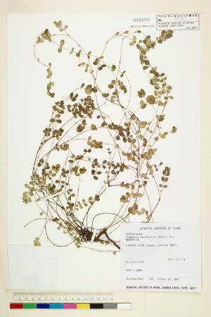 <a href="https://brmas.openmuseum.tw/muse/digi_object/b336d62dd3e02b6416df307ee3c9ef7e" target="_blank">鵝鑾鼻大戟／中央研究院生物多樣性研究博物館植物標本館 (HAST)</a>