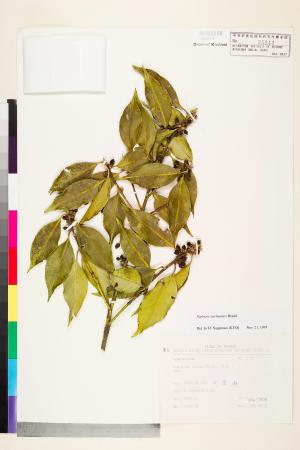 <a href="https://brmas.openmuseum.tw/muse/digi_object/b34edac440fa796c0e3cee13c7aa2ae0" target="_blank">四川灰木／中央研究院生物多樣性研究博物館植物標本館 (HAST)</a>