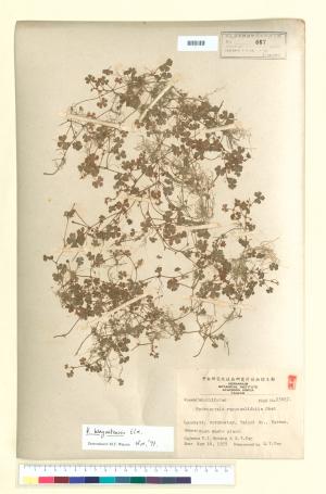 <a href="https://brmas.openmuseum.tw/muse/digi_object/b3902abec17f1e04809799a7cba603a1" target="_blank">菲島天胡荽／中央研究院生物多樣性研究博物館植物標本館 (HAST)</a>