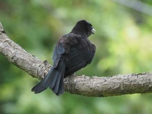 <a href="https://taieol.tw/muse/digi_object/8801e7dcb3142211dc31862cf436ab8f" target="_blank">大卷尾／By：leaf0605／iNaturalist</a>