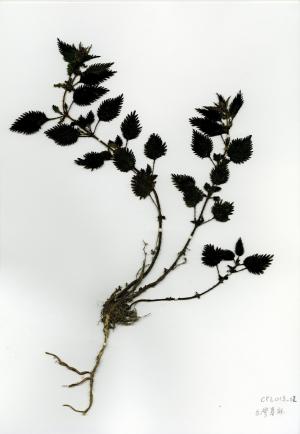 <a href="https://ntm-naturearchive.openmuseum.tw/muse/digi_object/2712831c2f47815355f6f6a99dfb8f77" target="_blank">臺灣蕁麻／國立臺灣博物館</a>