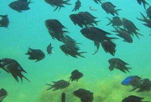 <a href="https://fishdb.sinica.edu.tw/muse/digi_object/38fe136279ff3b322f21a95f235a14f5" target="_blank">Neopomacentrus cyanomos@fishdb-media-1535／陳靜怡</a>